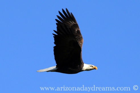 Eagle in Flight
Verde River, Rio Verde, AZ.